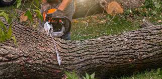 Trusted Franklin Grove, IL Tree Services Experts
