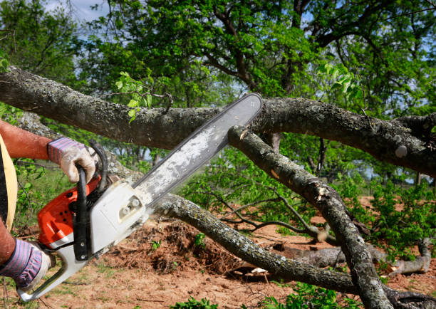 Franklin Grove, IL Tree Services Company